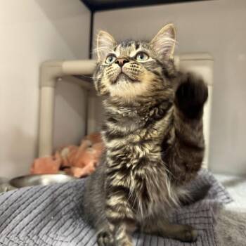 Roheryn -  Domestic Medium Hair Cat for Adoption in Puslinch, Ontario - Roheryn | PetCurious