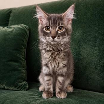 Smokey Crock -  Domestic Medium Hair Cat for Adoption in Eagle Mountain, Utah - Smokey Crock | PetCurious