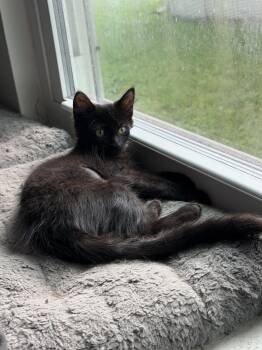 Koda -  Domestic Long Hair Cat for Adoption in Oviedo, Florida - Koda | PetCurious