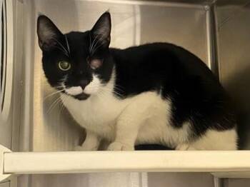 Domestic Short Hair Cats Available for Adoption - CLYDE | PetCurious