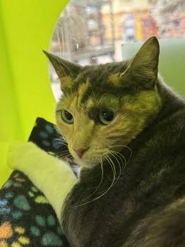 Love -  Domestic Short Hair Cat for Adoption in Mission Viejo, California - Love | PetCurious