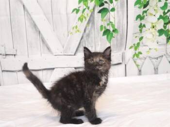 LADY BUG -  Domestic Short Hair Cat for Adoption in Oroville, California - LADY BUG | PetCurious