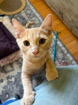 Dolly & Timmy -  Domestic Short Hair Cat for Adoption in Andover, Connecticut - Dolly & Timmy | PetCurious