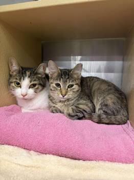 Something Blue -  Domestic Short Hair Cat for Adoption in Cleveland, Ohio - Something Blue | PetCurious