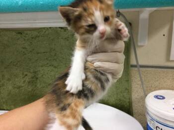 Domestic Short Hair Cats Available for Adoption in Riverside, California - A1917606 | PetCurious