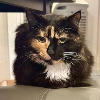 Kashka -  Domestic Medium Hair Cat for Adoption in Fayetteville, Georgia - Kashka | PetCurious