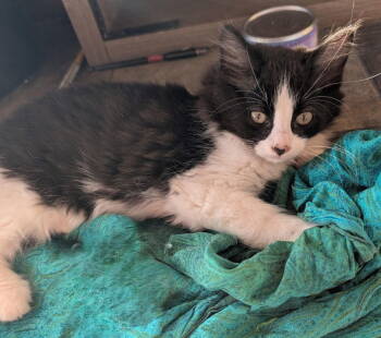 Rescue Tuxedo and Domestic Medium Hair Cats for Adoption - Sludge | PetCurious