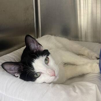 Domestic Short Hair Cats Available for Adoption - Lucy 2025 | PetCurious