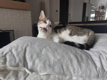 Domestic Short Hair Cats Available for Adoption - Gleam | PetCurious