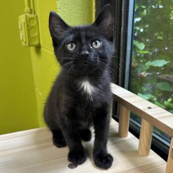 Rescue Domestic Short Hair Cats for Adoption in Waynesburg, Pennsylvania - Moana | PetCurious