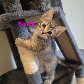Bailey -  Domestic Short Hair Cat for Adoption in Victoria, British Columbia - Bailey | PetCurious