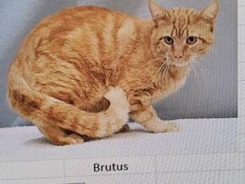 Domestic Short Hair Cats Available for Adoption in Cincinnati, Ohio - Brutus | PetCurious