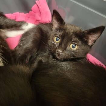 Hazel -  Domestic Short Hair Cat for Adoption in Washougal, Washington - Hazel | PetCurious