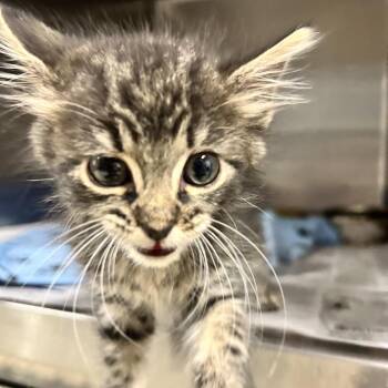 Fluffy -  Domestic Short Hair Cat for Adoption in Newport, North Carolina - Fluffy | PetCurious