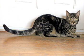 Rescue Bengal and Tabby Cats for Adoption in Buford, Georgia - Dean Martin | PetCurious