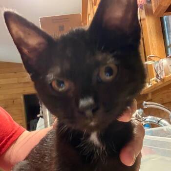 Tippy -  Domestic Short Hair Cat for Adoption in Granby, Missouri - Tippy | PetCurious