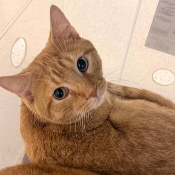 X-tra Chedd`a -  Domestic Short Hair Cat for Adoption in Evansville, Indiana - X-tra Chedd`a | PetCurious