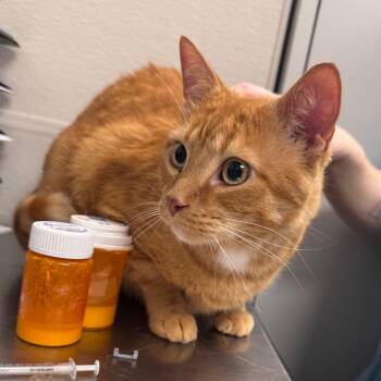 Paddy -  Domestic Short Hair Cat for Adoption in Columbiana, Alabama - Paddy | PetCurious