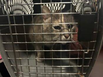 Domestic Short Hair Cats Available for Adoption in Ocala, Florida - SHAI | PetCurious