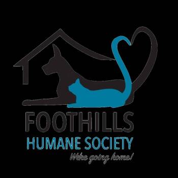 Domestic Short Hair Cats Available for Adoption in Columbus, North Carolina - Smokey | PetCurious