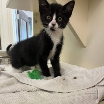 Domestic Short Hair Cats Available for Adoption in Hattiesburg, Mississippi - Pixel | PetCurious