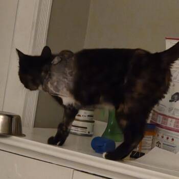 Tres Leches -  American Shorthair Cat for Adoption in West Des Moines, Iowa - Tres Leches | PetCurious