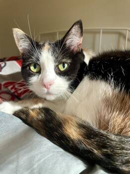 Rescue Calico Cats for Adoption in Black Mountain, North Carolina - Gwen | PetCurious
