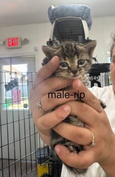 Rip -  Domestic Short Hair Cat for Adoption in Glenfield, New York - Rip | PetCurious