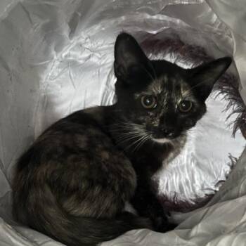 Circe -  Tortoiseshell and Domestic Short Hair Cat for Adoption in Knoxville, Tennessee - Circe | PetCurious