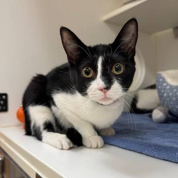 Suds -  Domestic Short Hair Cat Available for Adoption in Philadelphia, Pennsylvania - Suds | PetCurious