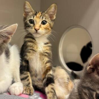 Astrid -  Domestic Short Hair Cat for Adoption in Redwood City, California - Astrid | PetCurious