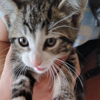 Conrad -  Domestic Short Hair Cat for Adoption in Grantsville, Utah - Conrad | PetCurious