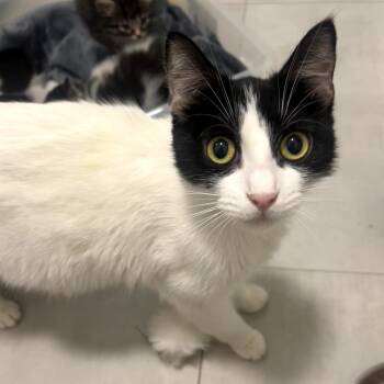 Domestic Short Hair Cats Available for Adoption in Long Beach, California - Isabelle | PetCurious