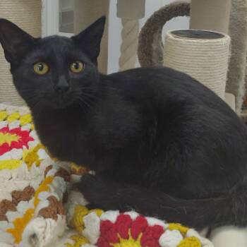 Argus -  Domestic Short Hair Cat for Adoption in Corpus Christi, Texas - Argus | PetCurious