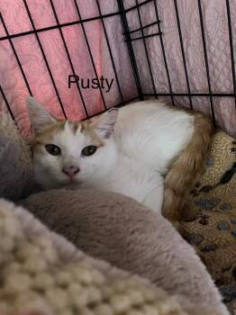 Rusty -  Domestic Short Hair Cat for Adoption - Rusty | PetCurious