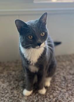 Rescue Domestic Short Hair Cats for Adoption in Los Angeles, California - Tilten | PetCurious