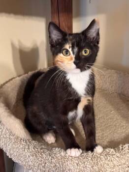 Aelin -  Domestic Short Hair and Tortoiseshell Cat for Adoption in Algood, Tennessee - Aelin | PetCurious