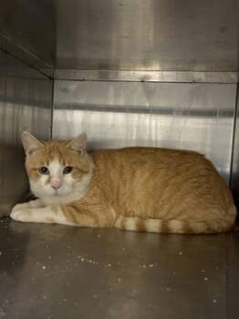 Domestic Short Hair Cats Available for Adoption in Fort Worth, Texas - Todd | PetCurious
