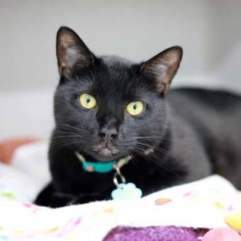 Rescue Domestic Short Hair Cats for Adoption in Atlanta, Georgia - Binx | PetCurious