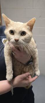 Domestic Short Hair Cats Available for Adoption in Friendswood, Texas - Bonsai | PetCurious