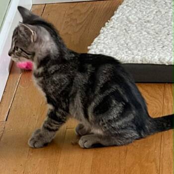 Cinnabon -  Tabby Cat for Adoption in Warren, New Jersey - Cinnabon | PetCurious