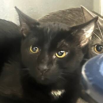 Rescue Domestic Short Hair Cats for Adoption in Sarasota, Florida - Cranberry (5) | PetCurious