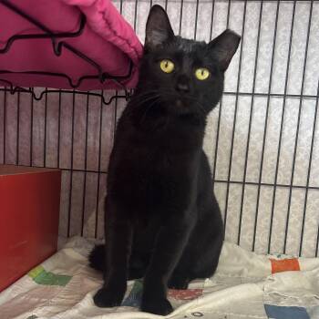 Coraline -  Domestic Short Hair Cat for Adoption in St. Louis, Missouri - Coraline | PetCurious