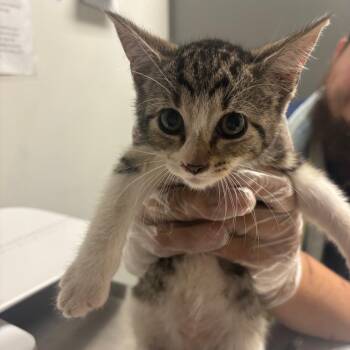 Fern -  Domestic Short Hair Cat for Adoption in Charleston, West Virginia - Fern | PetCurious