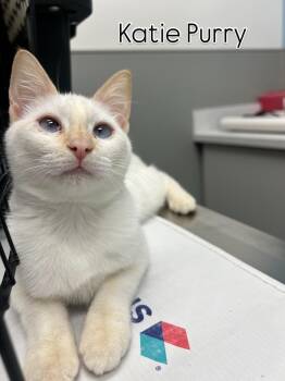 Rescue Domestic Short Hair Cats for Adoption in Billerica, Massachusetts - Katie Purry | PetCurious