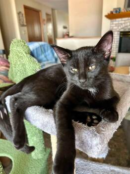 Tristan -  Domestic Short Hair Cat for Adoption in De Pere, Wisconsin - Tristan | PetCurious
