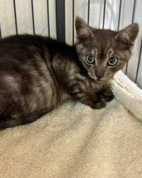 Rescue Domestic Short Hair Cats for Adoption in Novato, California - Boggle | PetCurious