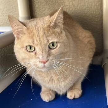 American Bobtail Cats Available for Adoption in Cashiers, North Carolina - Earl | PetCurious