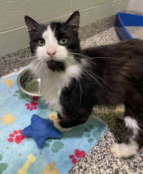 Dapper -  Domestic Long Hair Cat for Adoption in Jackson, Michigan - Dapper | PetCurious