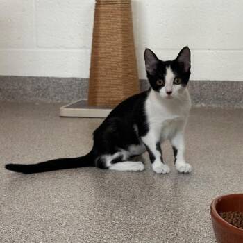 Waddle -  Domestic Short Hair Cat for Adoption in Sarasota, Florida - Waddle | PetCurious